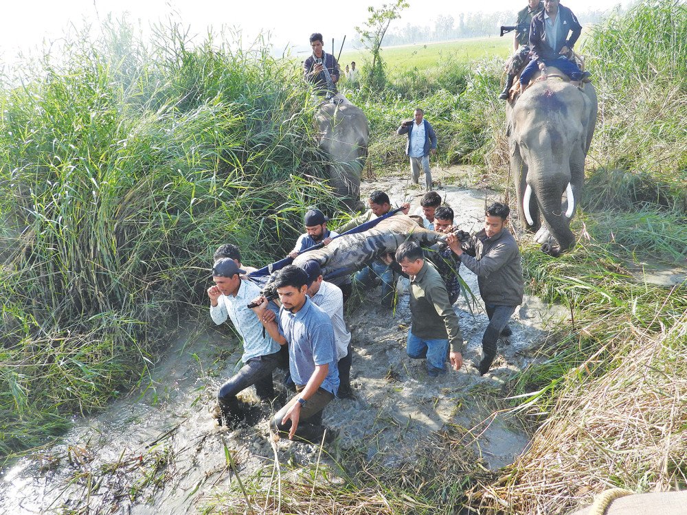 बाघ गणनामा २५० भन्दा बढी बाघ हुने अनुमान